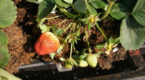 1651166388 103 Multiplying planting and caring for strawberries how and why - Multiplying, planting and caring for strawberries - how and why?