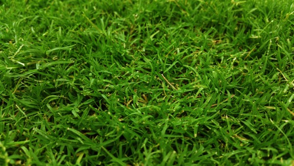 1651244001 615 Remove moss in the lawn tips and tricks for - Remove moss in the lawn - tips and tricks for the sake of the environment