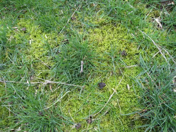 1651244009 977 Remove moss in the lawn tips and tricks for - Remove moss in the lawn - tips and tricks for the sake of the environment