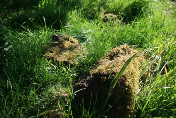 1651244010 387 Remove moss in the lawn tips and tricks for - Remove moss in the lawn - tips and tricks for the sake of the environment