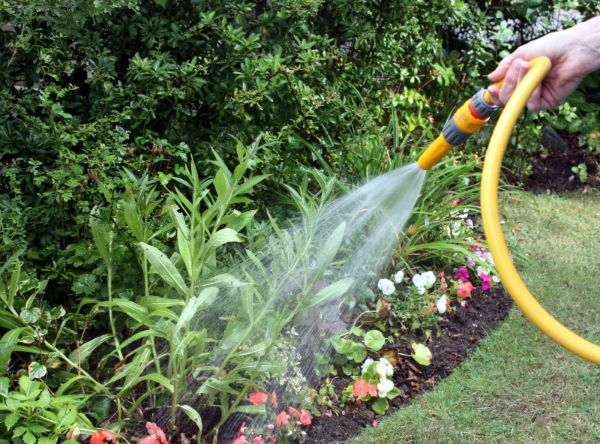 1651248869 456 If you want to water your garden plants properly read - If you want to water your garden plants properly, read here!