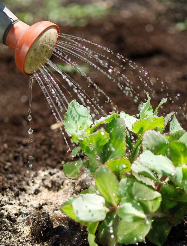 1651248873 218 If you want to water your garden plants properly read - If you want to water your garden plants properly, read here!