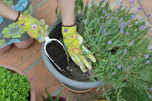1651253021 191 Fertilize lavender with coffee grounds when should you fertilize - Fertilize lavender with coffee grounds - when should you fertilize the purple darling?