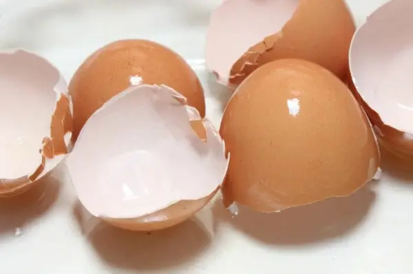 1651257202 609 Egg shells as fertilizer spoil your plants in a - Egg shells as fertilizer - spoil your plants in a very cheap and environmentally friendly way!