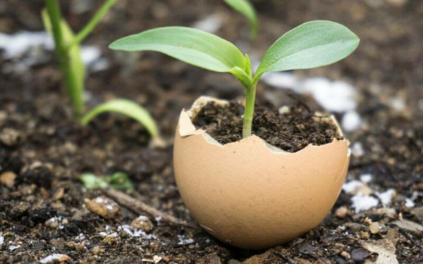 1651257208 763 Egg shells as fertilizer spoil your plants in a - Egg shells as fertilizer - spoil your plants in a very cheap and environmentally friendly way!