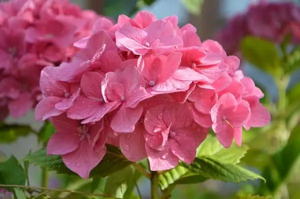5 care tips for the prettiest pink hydrangeas in your - 5 care tips for the prettiest pink hydrangeas in your garden
