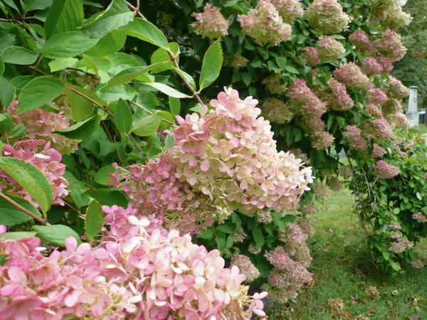7 fast growing shrubs for your garden - 7 fast-growing shrubs for your garden