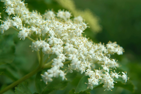 7 fast growing shrubs for your garden - 7 fast-growing shrubs for your garden