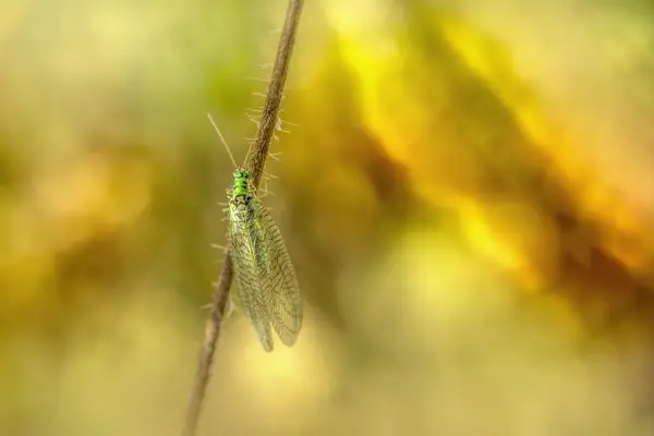 Attract lacewings a natural solution to the vermin problem - Attract lacewings - a natural solution to the vermin problem