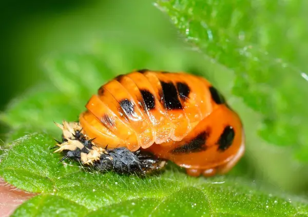 Attract ladybugs and naturally control pests - Attract ladybugs and naturally control pests