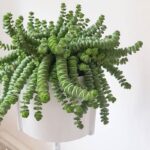 Attractive hanging succulents for your modern garden 2022 150x150 - Doing a perm yourself: Is that actually a good idea?