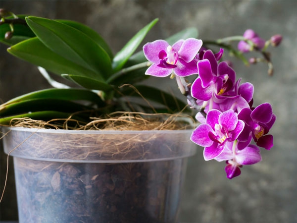 Coffee grounds as a fertilizer for orchids and what it - Coffee grounds as a fertilizer for orchids and what it does
