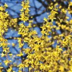 Cut forsythia when and how The best professional tips for 150x150 - Climate-friendly (wedding) travel during Corona