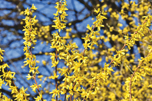 Cut forsythia when and how The best professional tips for - Cut forsythia when and how: The best professional tips for more flowering in spring!
