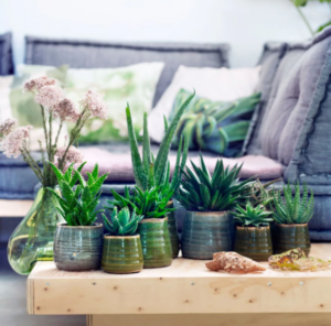 Decorate with succulents 20 great ideas 300x296 - Decorate with succulents - 20 great ideas