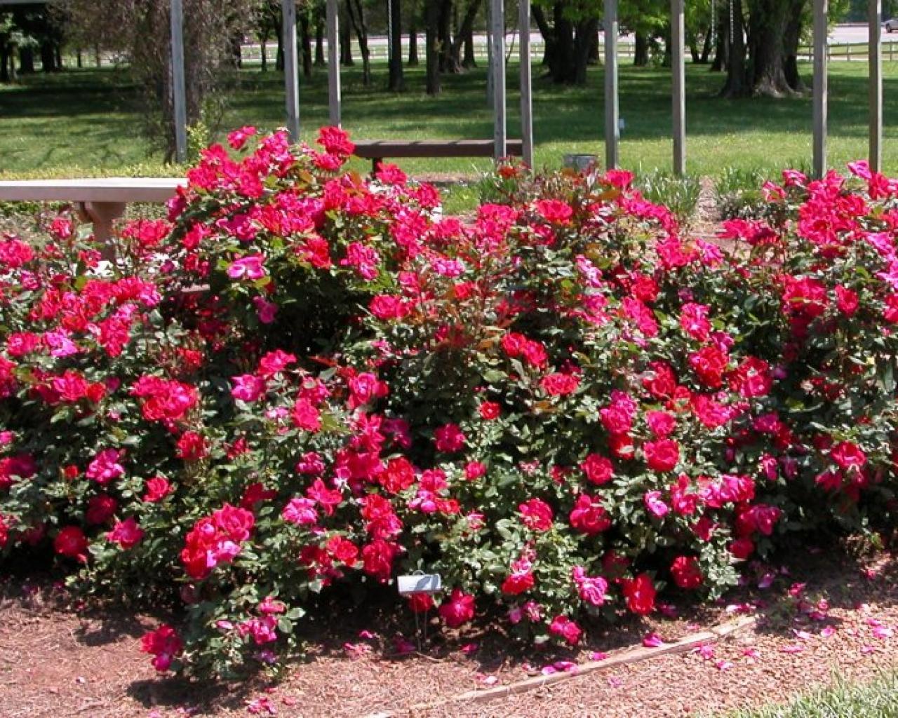 Discover the most important tips for caring for ground cover - Discover the most important tips for caring for ground cover roses