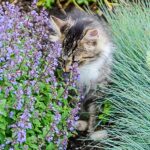 Everything you should know about cutting catnip 150x150 - Modern design solutions with natural stone walls in the garden 2022