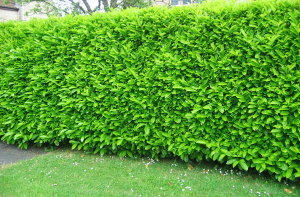 Fast Growing Hedge 5 of the best hedge plants - Fast Growing Hedge - 5 of the best hedge plants for a lively privacy screen in the garden