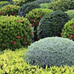 Fast growing shrubs make every hobby gardener happy 150x150 - Wedding in Fine Art Wedding Style with Sequinsophia