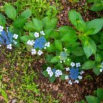 Fertilize hydrangeas with coffee grounds what should you know 150x150 - cinnamon healthy!  What can it be good for?!  – Worth knowing and interesting