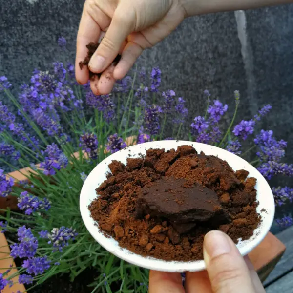 Fertilize lavender with coffee grounds when should you fertilize - Fertilize lavender with coffee grounds - when should you fertilize the purple darling?