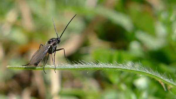Fight fungus gnats These home remedies will help you - Fight fungus gnats: These home remedies will help you