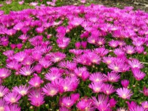 Flowering groundcovers These 20 plants ensure gorgeous blooms in the 300x225 - Flowering groundcovers: These 20 plants ensure gorgeous blooms in the garden