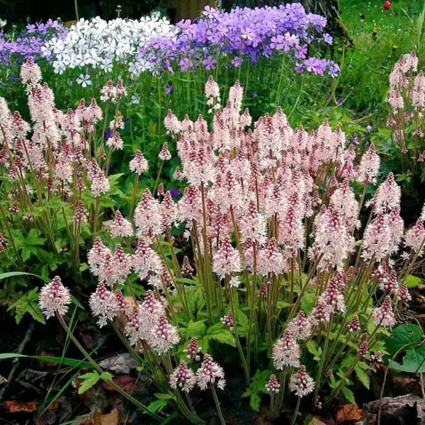 Flowering groundcovers These 20 plants ensure gorgeous blooms in the - Flowering groundcovers: These 20 plants ensure gorgeous blooms in the garden