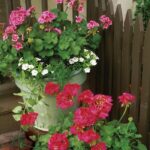 Geraniums enduring beauty for the garden and balcony 150x150 - Garden Decorations - Stone feet are great summer decorations