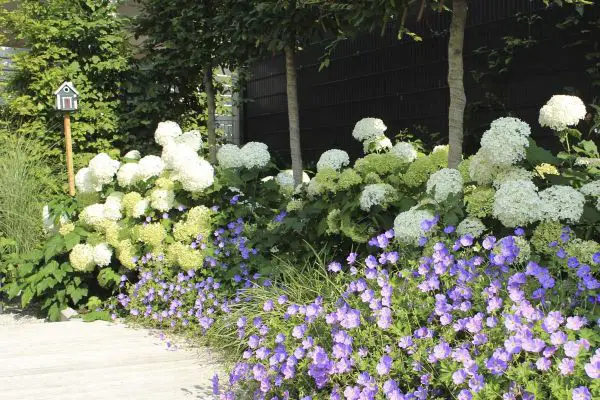 Hydrangea and lavender as a trendy yet classic pair - Hydrangea and lavender as a trendy yet classic pair