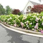 Hydrangeas the attractive accent in every garden 150x150 - 5 care tips for the prettiest pink hydrangeas in your garden