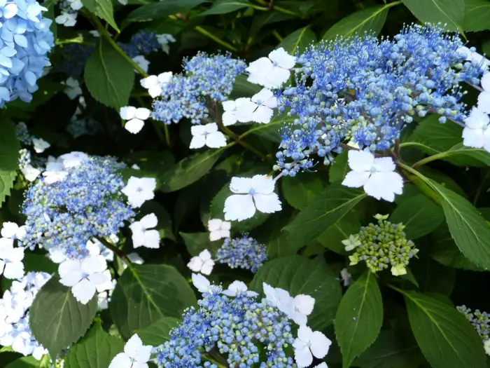 Hydrangeas the attractive accent in every garden - Hydrangeas - the attractive accent in every garden
