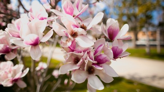 Magnolia brings some extravagance to the garden - Magnolia brings some extravagance to the garden