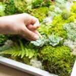 Make a moss wall yourself – important tips and step by step 150x150 - Low-maintenance ground cover - 6 area-covering plants that are undemanding