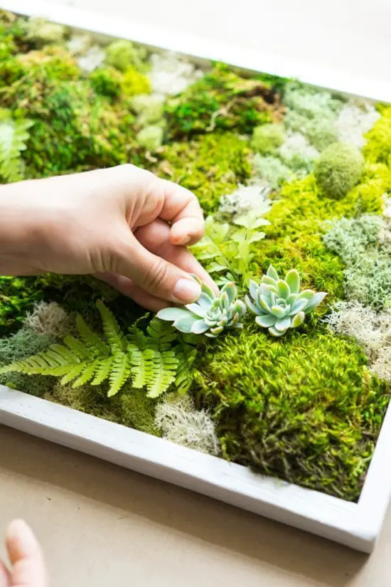Make a moss wall yourself – important tips and step by step - Make a moss wall yourself – important tips and step-by-step instructions