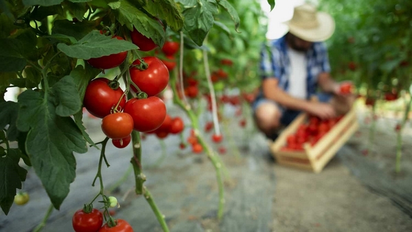 Make tomato fertilizer yourself Its so easy - Make tomato fertilizer yourself: It's so easy!