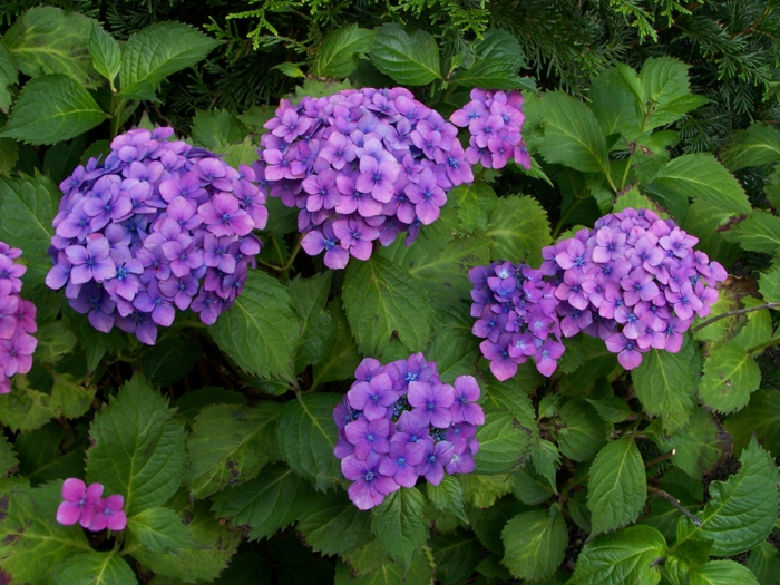 Matching hydrangea care for significantly more flowers - Matching hydrangea care for significantly more flowers