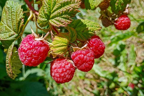 Multiply raspberries 2 simple methods at a glance - Multiply raspberries: 2 simple methods at a glance