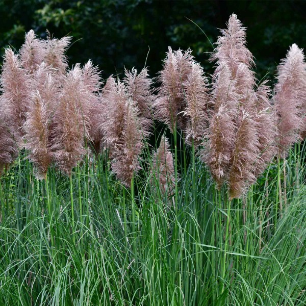 Pampas grass care tips and interesting facts about the - Pampas grass care - tips and interesting facts about the boho ornamental grass