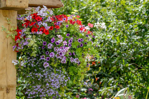 Petunia care the right tips for a rich bloom - Petunia care - the right tips for a rich bloom well into autumn
