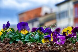 Plant pansies from when and how plus a few 300x200 - Plant pansies - from when and how, plus a few care tips