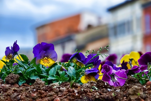 Plant pansies from when and how plus a few - Plant pansies - from when and how, plus a few care tips