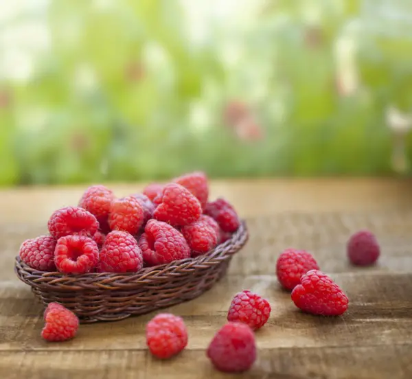 Planting raspberries in the garden – useful tips - Planting raspberries in the garden – useful tips