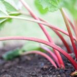 Planting rhubarb useful tips for a successful harvest 150x150 - Professional garden design even without a lot of experience - that's how it works!