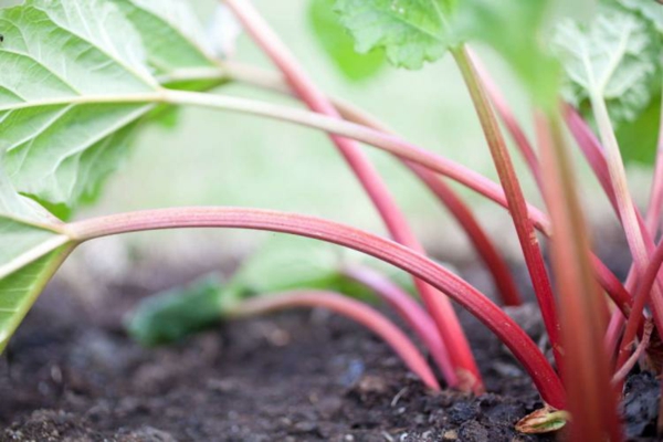 Planting rhubarb useful tips for a successful harvest - Planting rhubarb - useful tips for a successful harvest