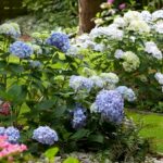 Pruning hydrangeas is spring the right time for it 150x150 - Make concrete figures yourself – craft ideas for indoor and outdoor areas