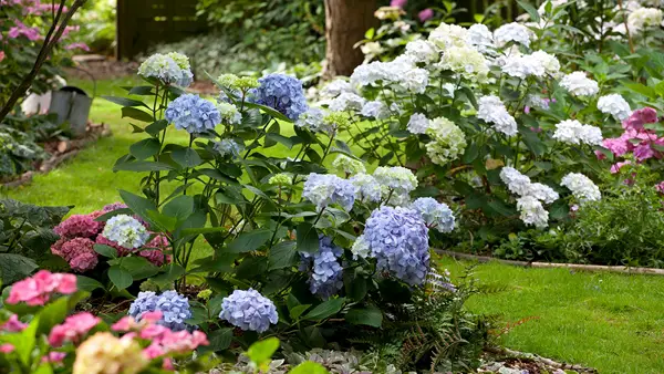 Pruning hydrangeas is spring the right time for it - Pruning hydrangeas: is spring the right time for it?