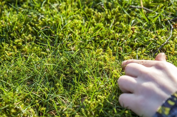 Remove moss in the lawn tips and tricks for - Remove moss in the lawn - tips and tricks for the sake of the environment