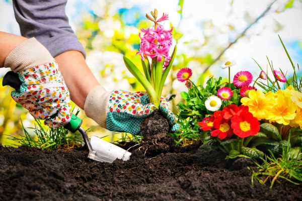 Spring gardening whats on your to do list now - Spring gardening - what's on your to-do list now?