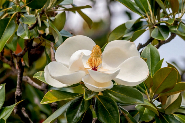 The evergreen magnolia a real eye catcher in the garden - The evergreen magnolia - a real eye-catcher in the garden